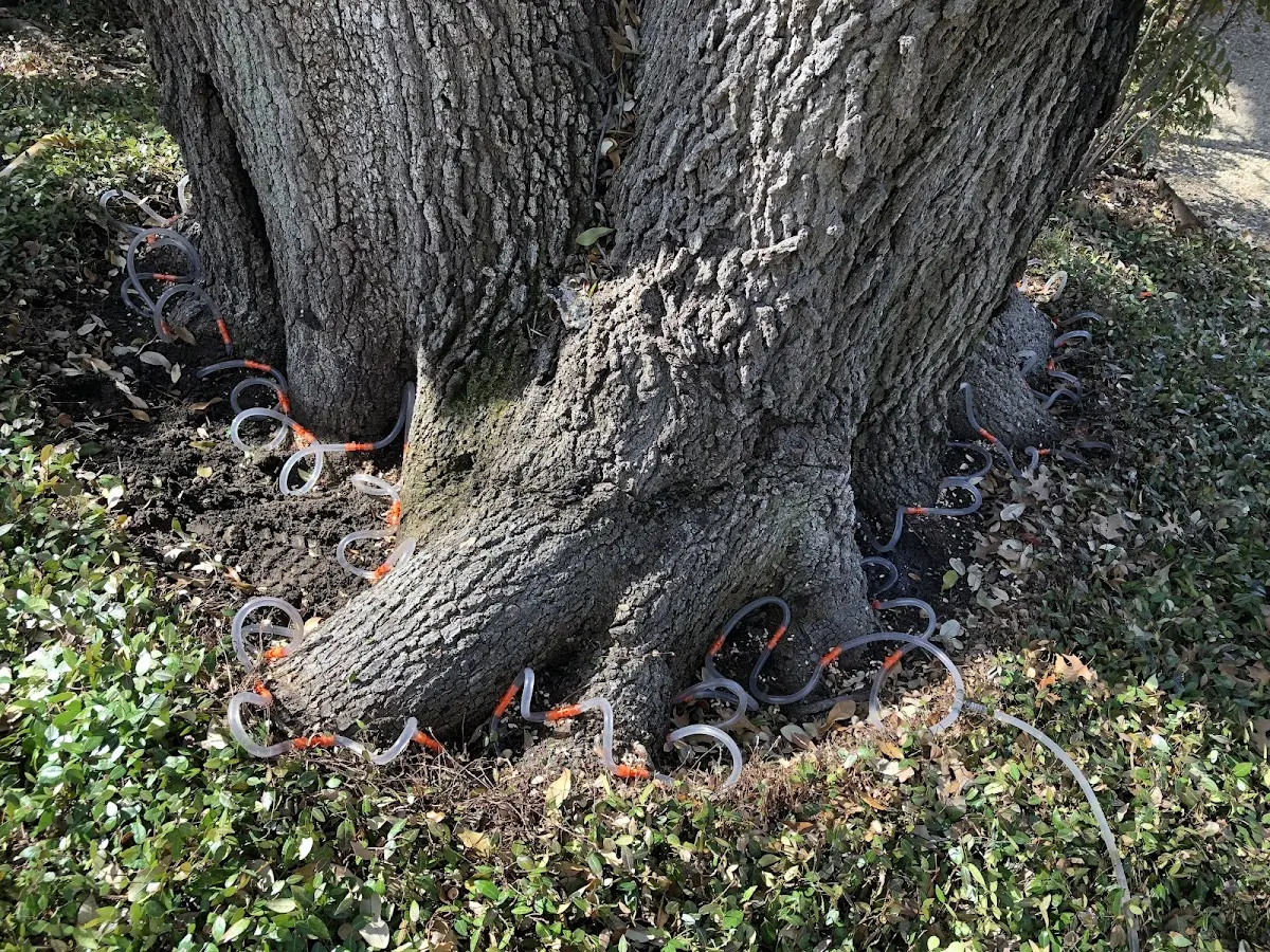 Detailed Tree Cabling and Bracing job site in Levittown
