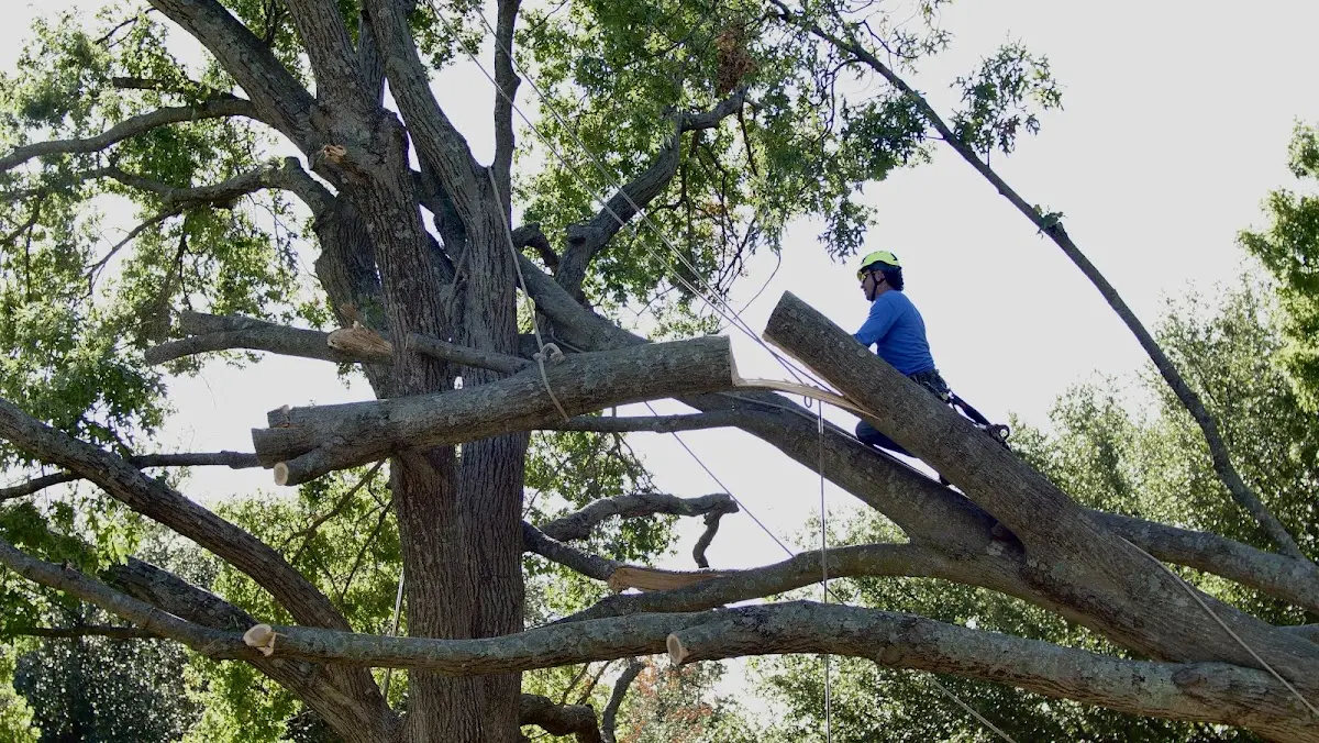 Professional Crown Thinning performed by certified arborists in Levittown